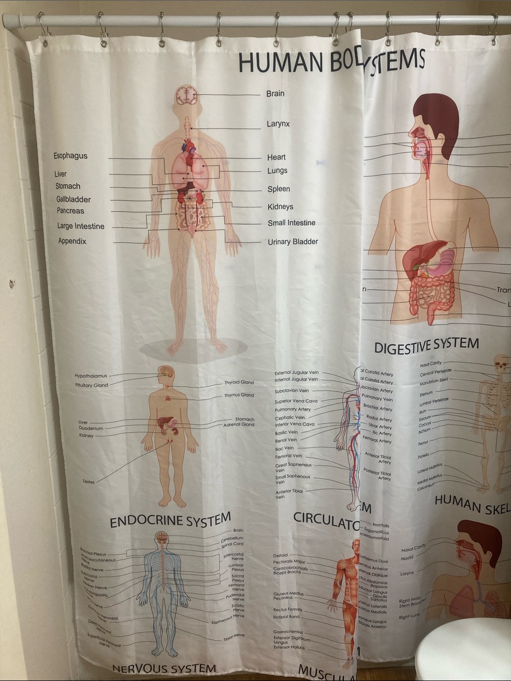 Human Body Systems Anatomy Shower Curtain